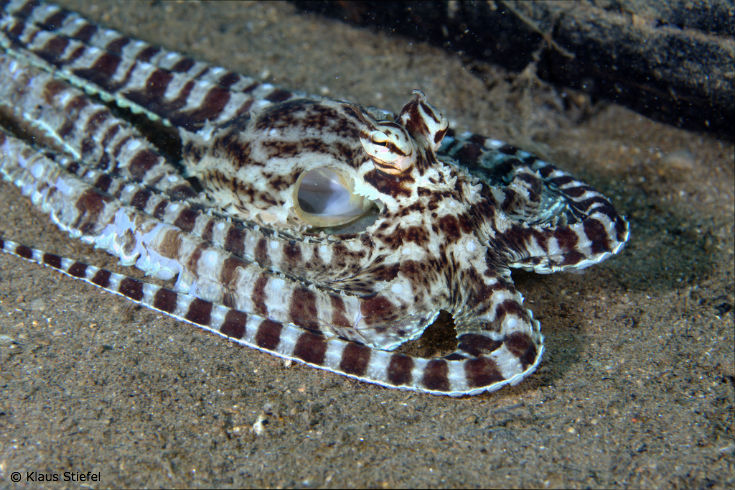 Mimic octopus imitating a sole
