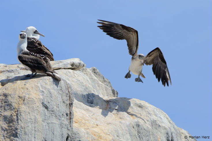 Marian_Herz_BirdonRock_blog