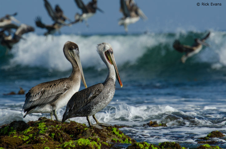 Rick_Evans_Pelicans_blog