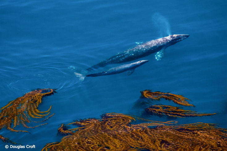 DouglasCroft_Whale_blog