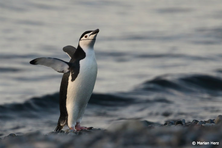 MarianHertz_Penguin2_blog