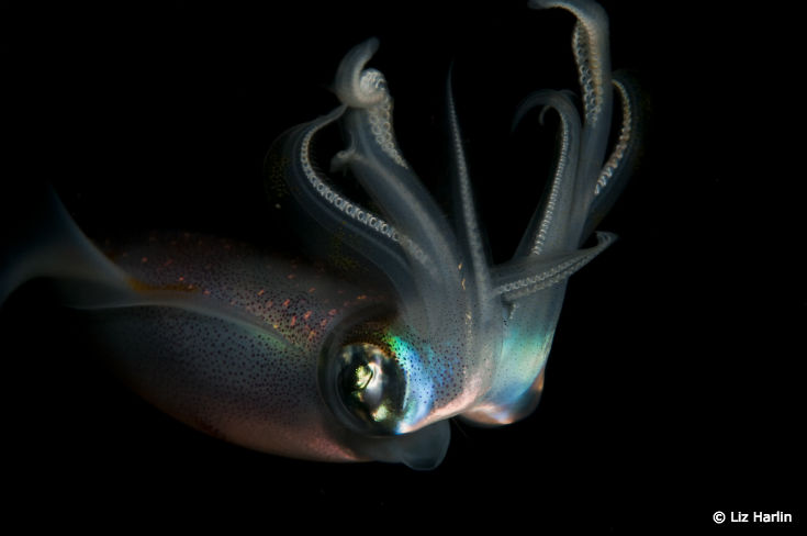 OC-050_squid_blog