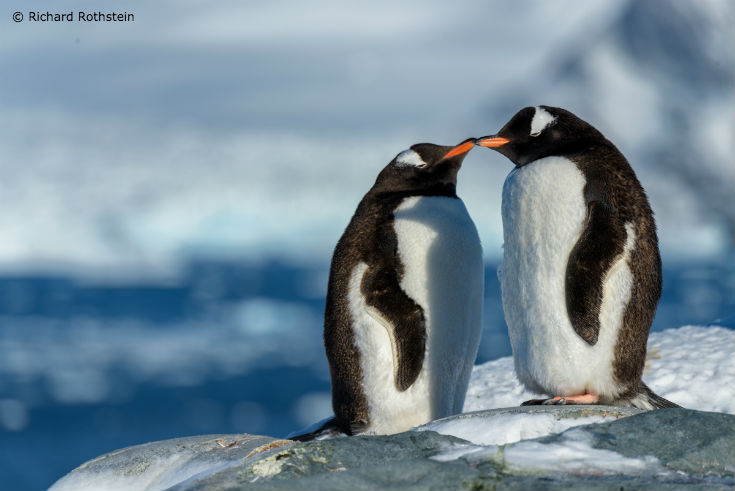 Richard_Rothstein_Penguins_blog