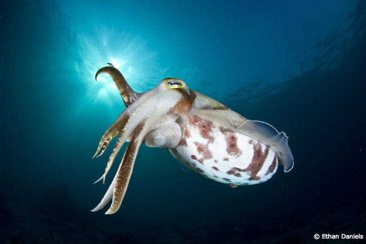 ethandaniels_cuttlefish_blog