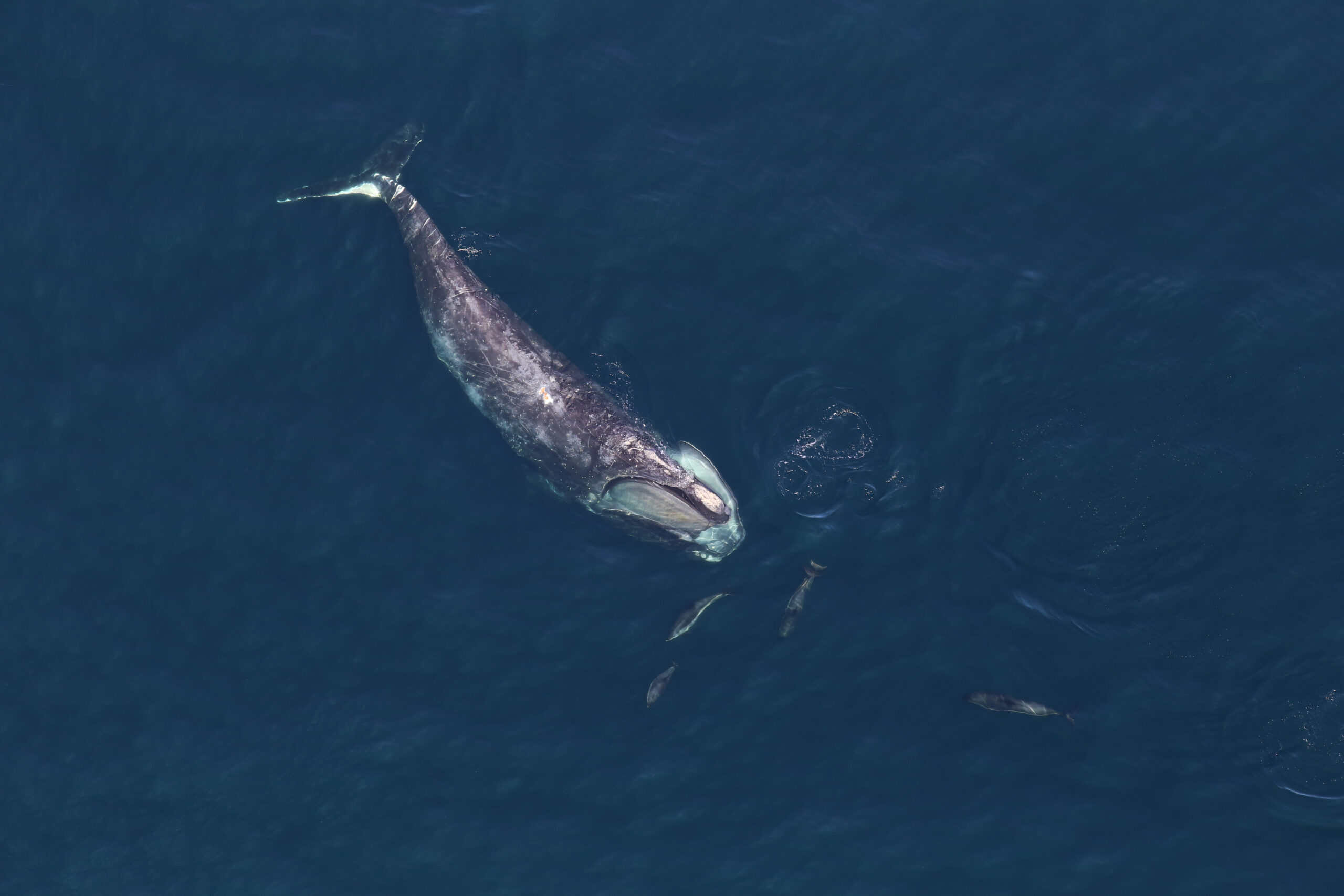 right-whale-whitesided-dolphins 2
