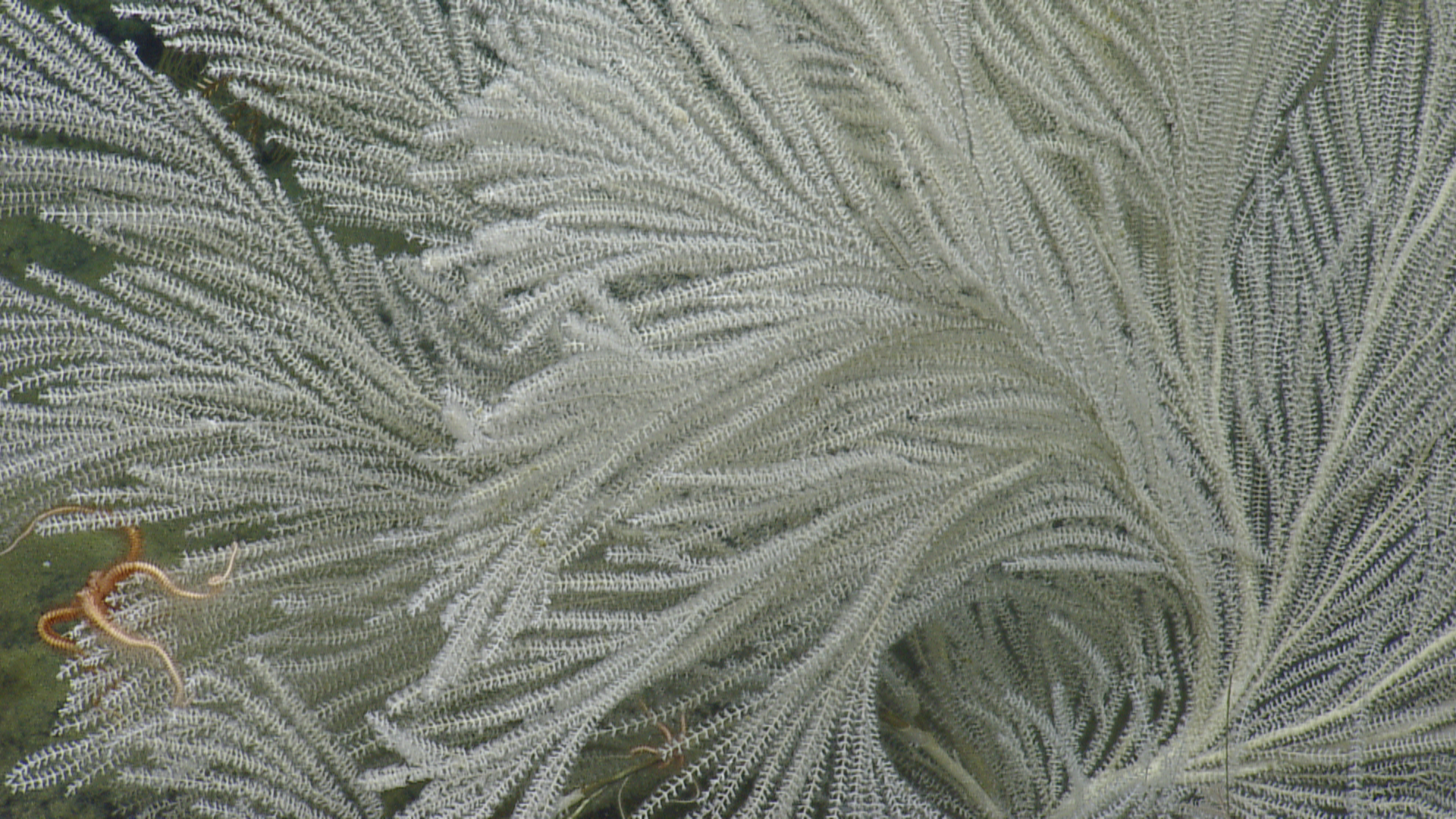 coral