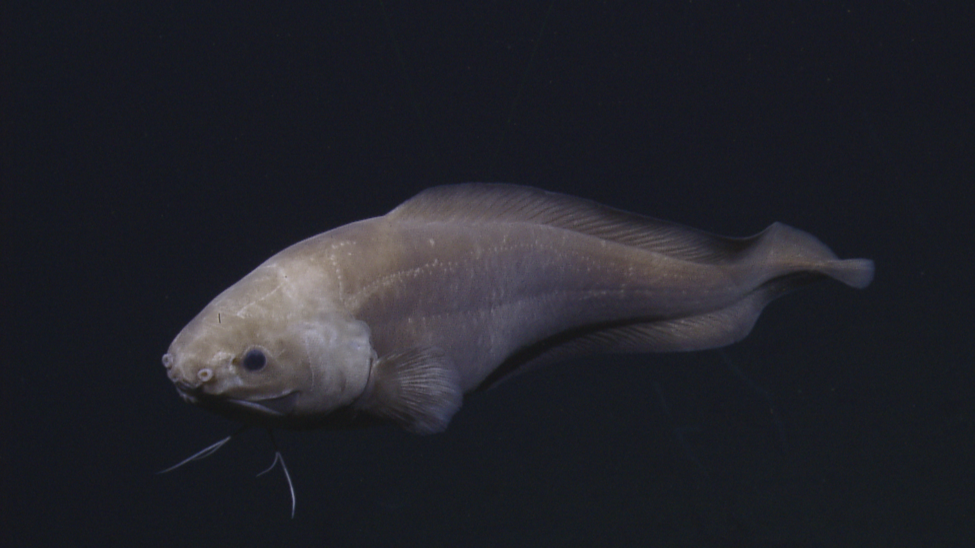 cusk eel