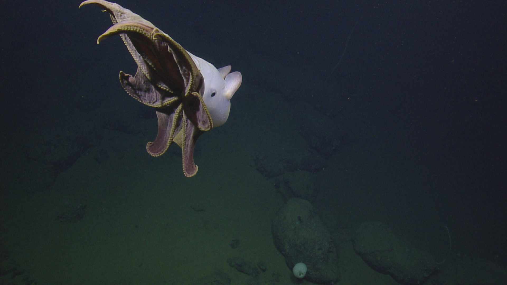 ghostly octopus