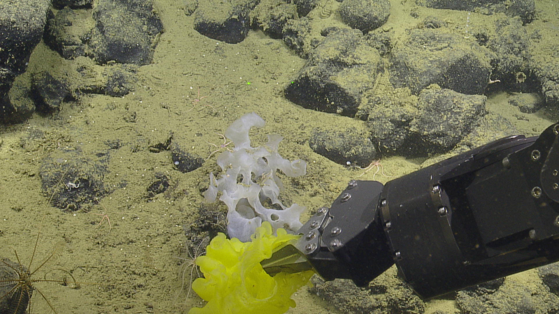 yellow sponge