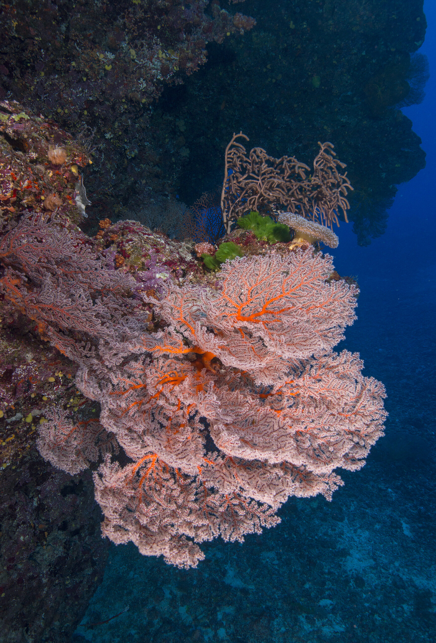 Soft pink fan coral