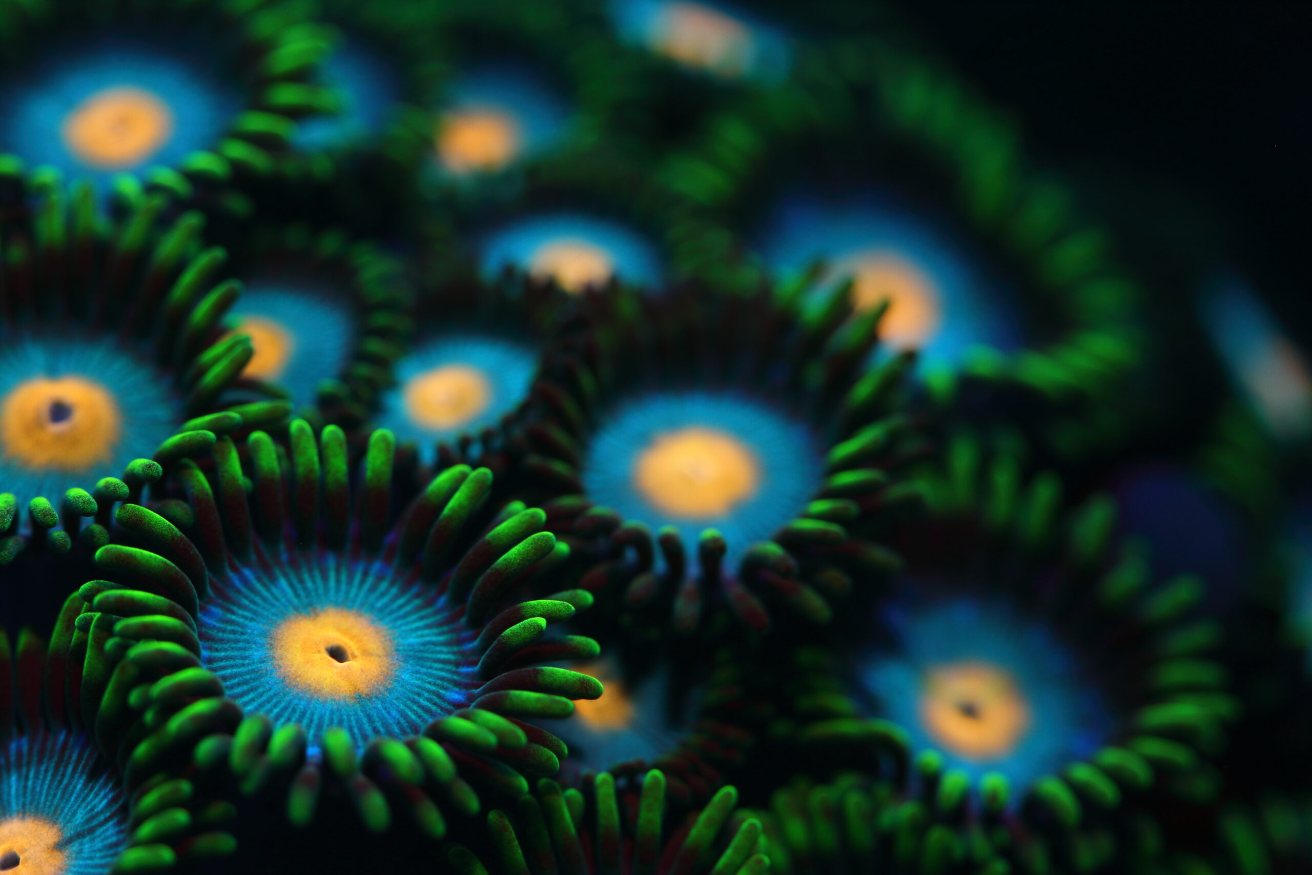 IYORBank_CloseUp_RamonaOsche_46