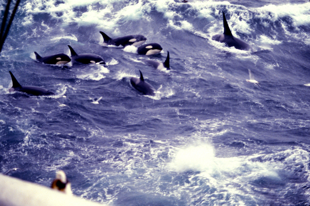 Allen Shimada NOAA:NMFS:OST:AMD.