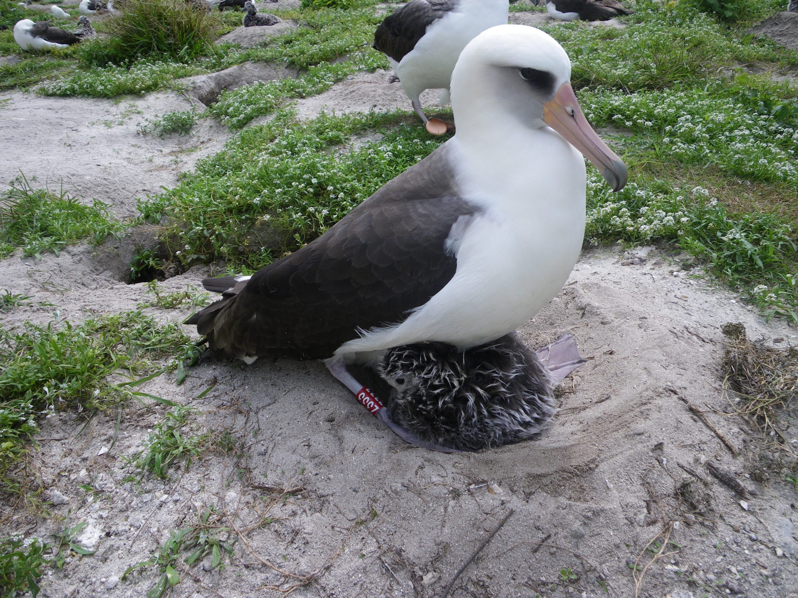Laysan_albatross_fws