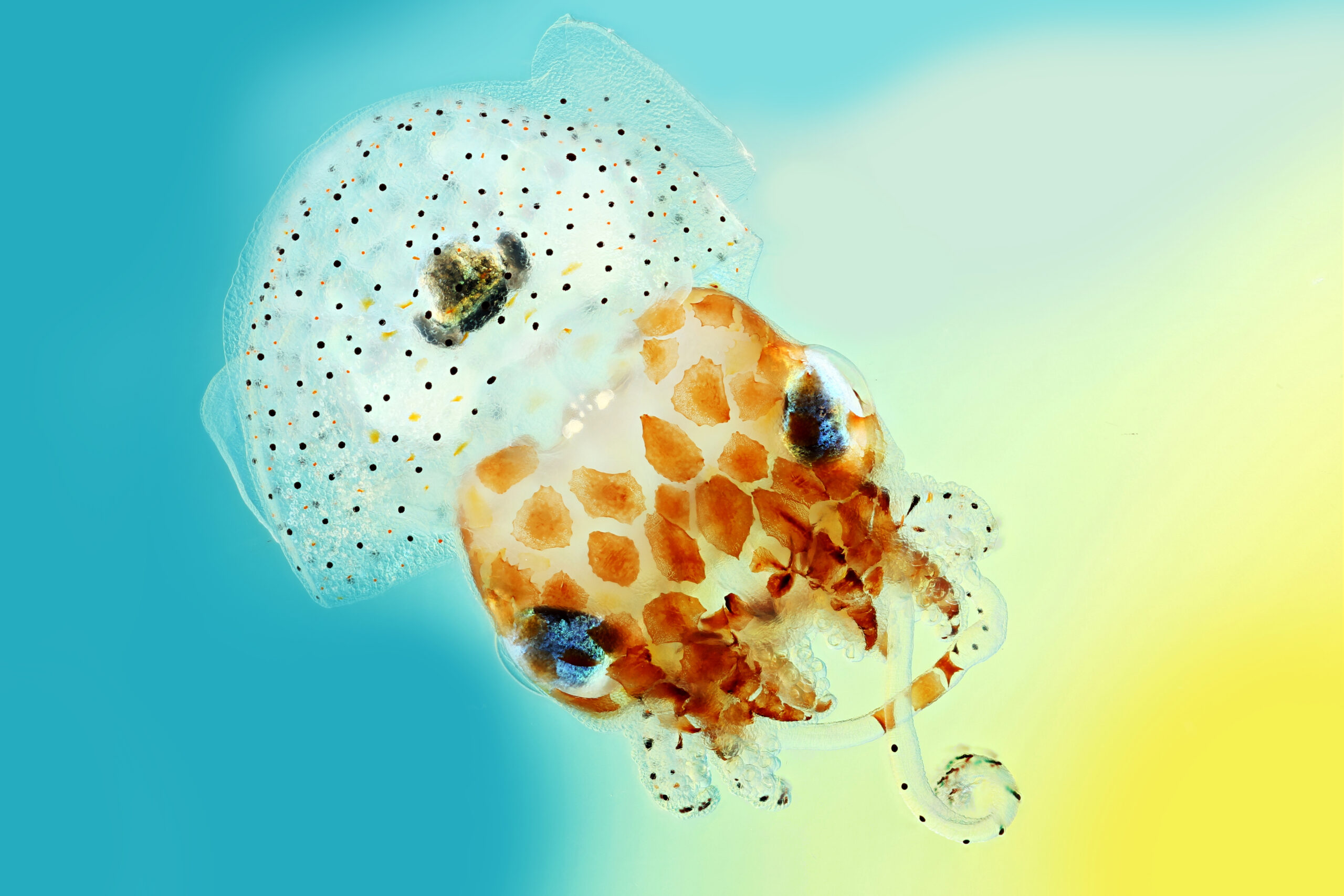 Macroscopic Solutions : Quanta Magazine