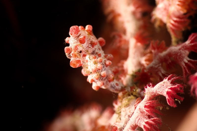 The pygmy seahorse is one of the smallest animals in the ocean.