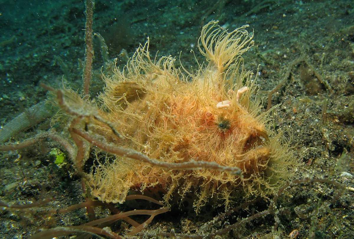 1024px-Hairy_Frogfishsm