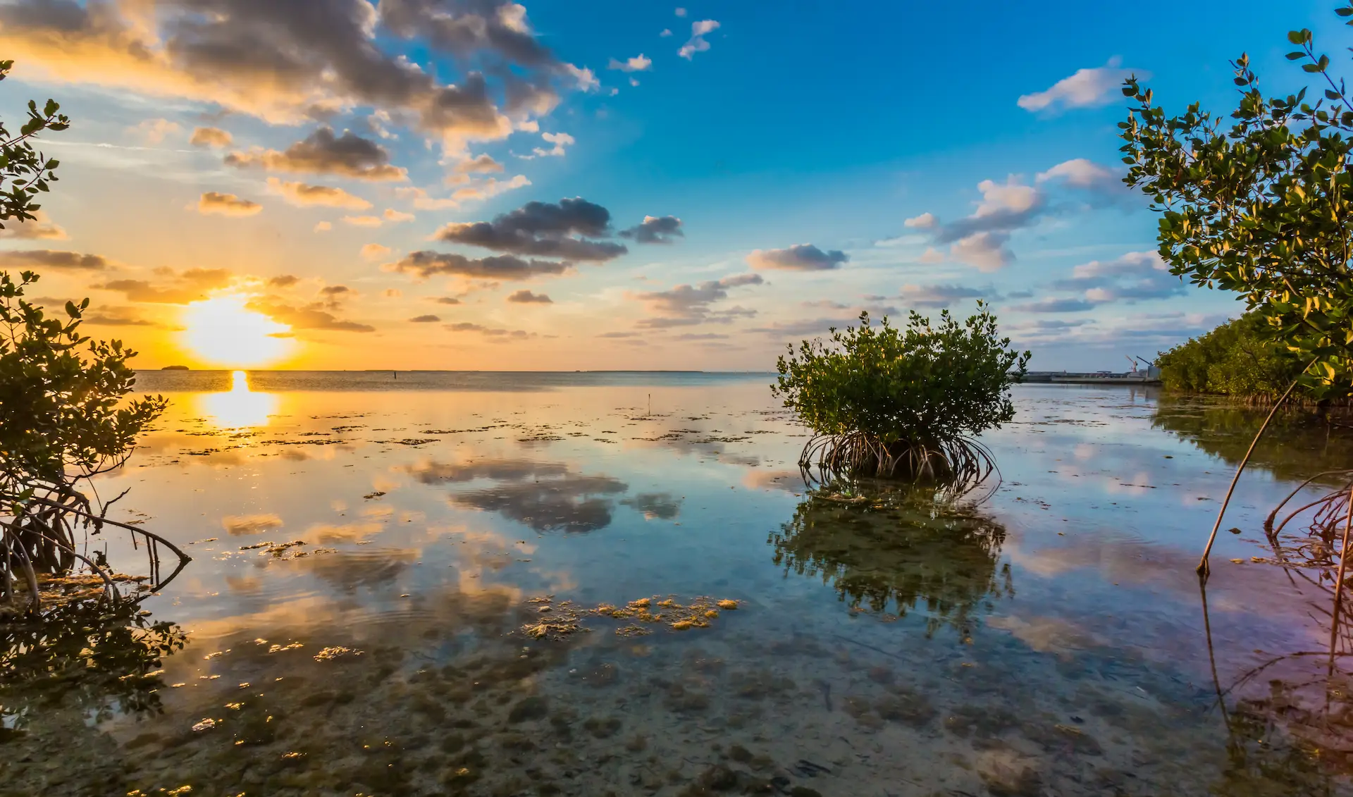 Mangrove scene