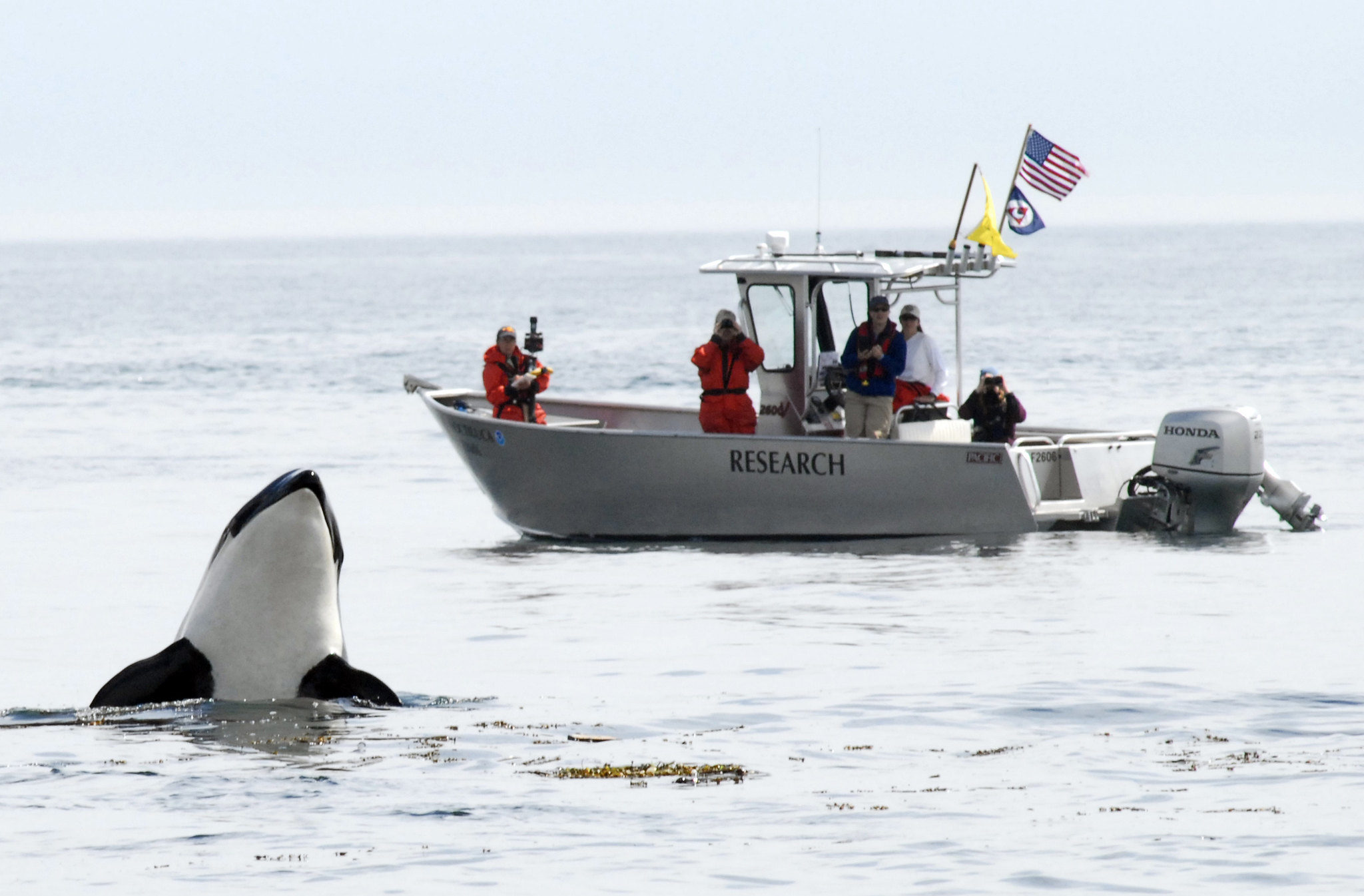 NOAA Orca