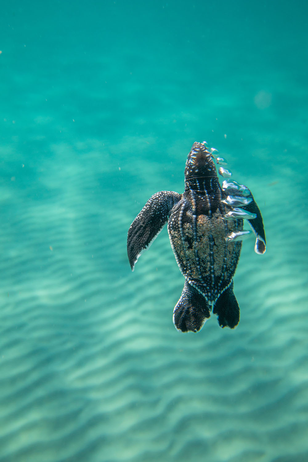 Leather Back hatchling taking its first breath from the ocean.