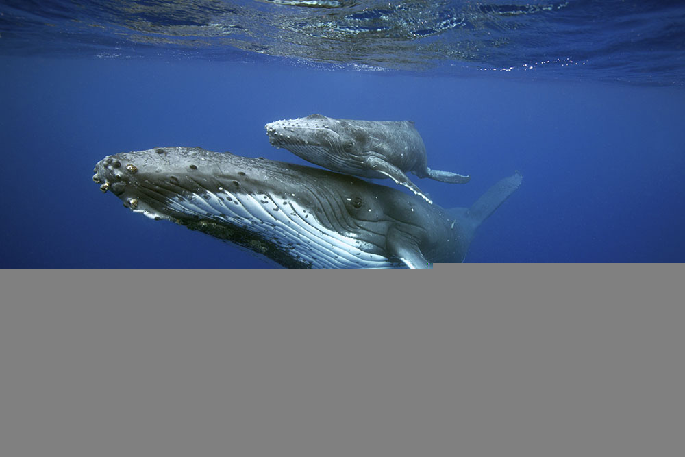 Mother and calf_Vanessa_Mignon