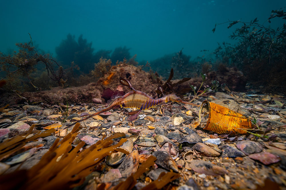 Off the coast of Flinders, Australia, a weedy sea dragon faces one of its biggest threats.
