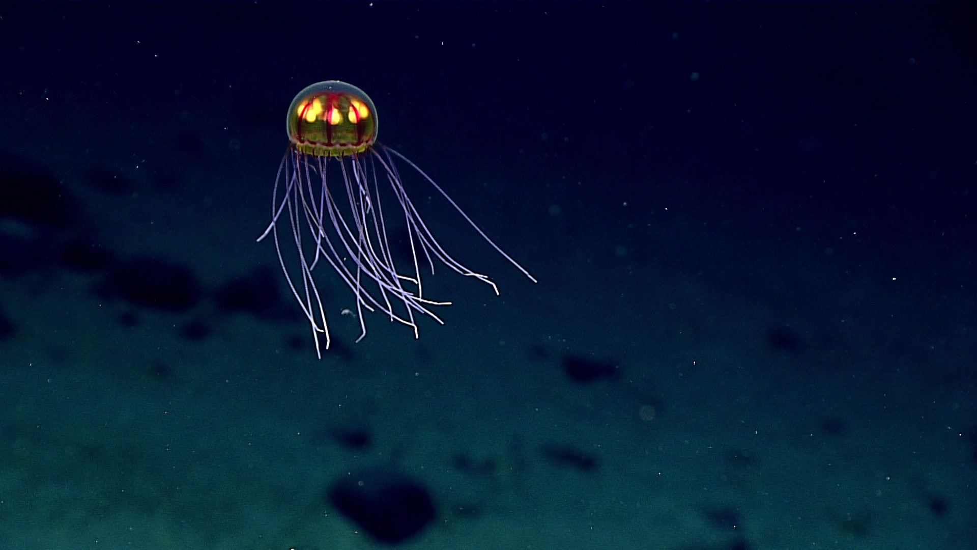 A small yellow and brown striped sea jelly in dark waters