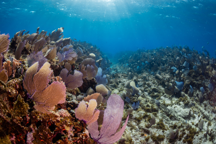 Mexico Coral Reef