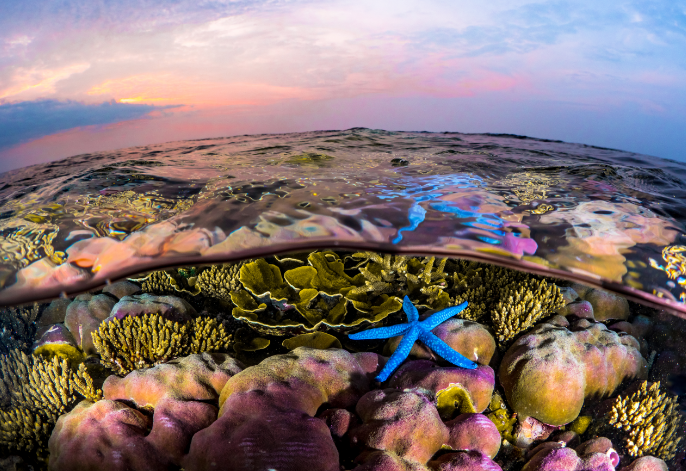 Kimba Bay Reef