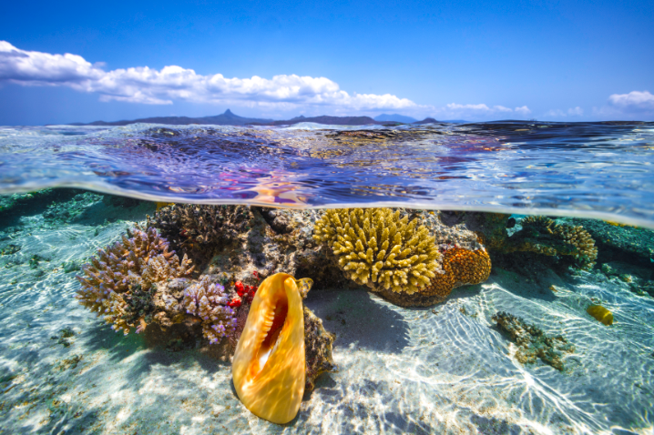 Mayotte Reef