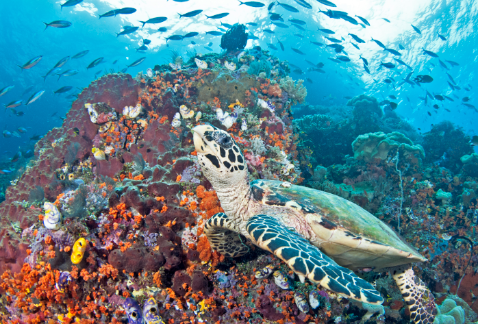 Raja Ampat Turtle