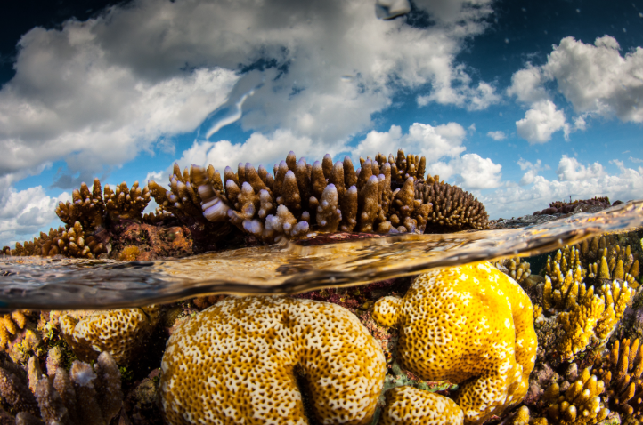 Ribbon Reefs