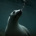 sea lion underwater with bubbles