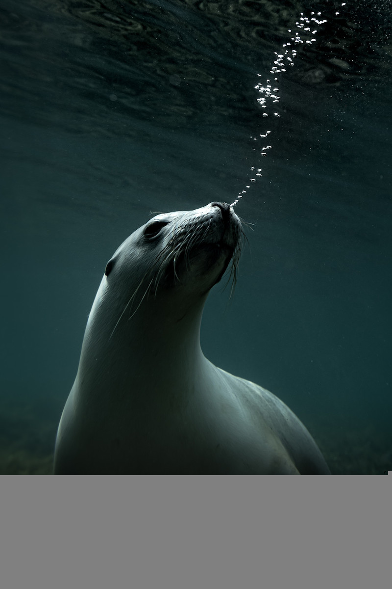 sea lion underwater with bubbles