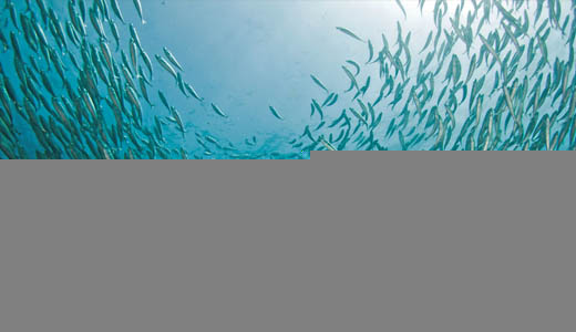 A school of fish in clear blue waters