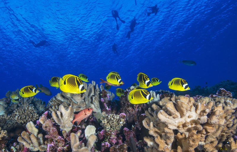 Fish in ocean corals