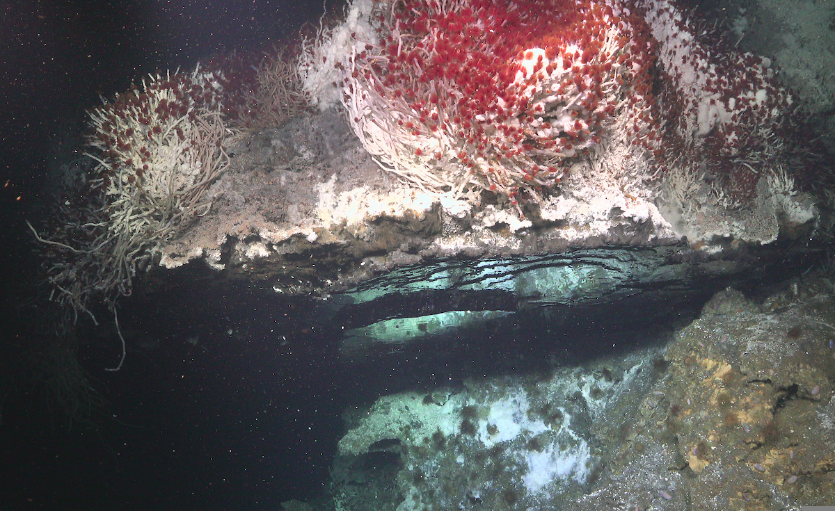 Tubeworms