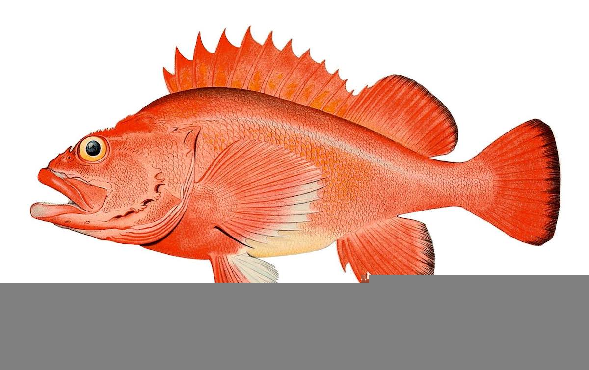 drawing of rockfish