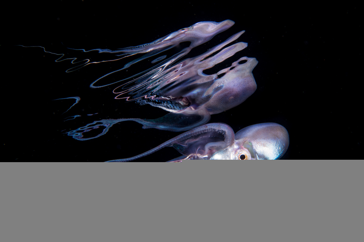 Octopus in black ocean water