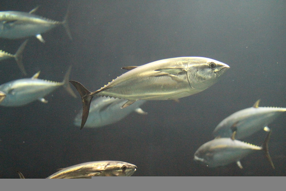 Tuna among fish in ocean