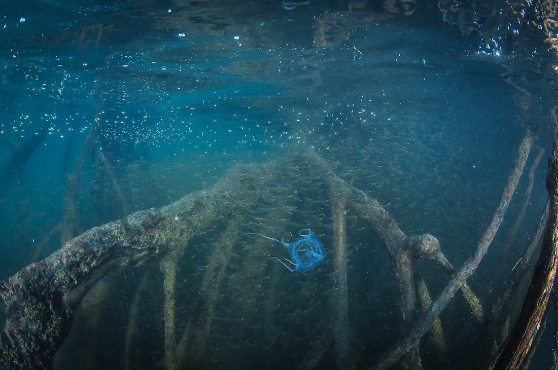 Box Jellyfish in Mangroves