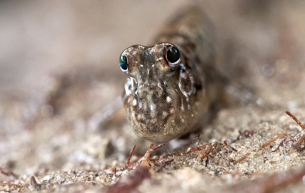 mudskippers on the sand