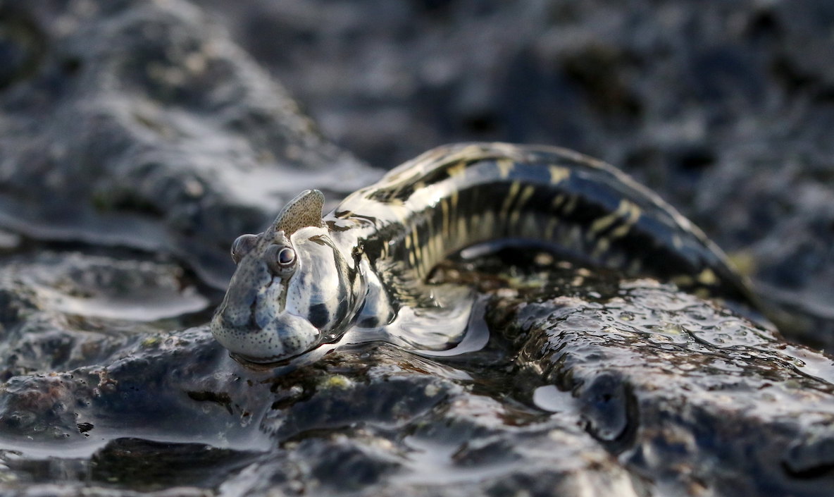 mudskipper in the mud