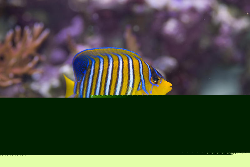 An angel fish in the ocean