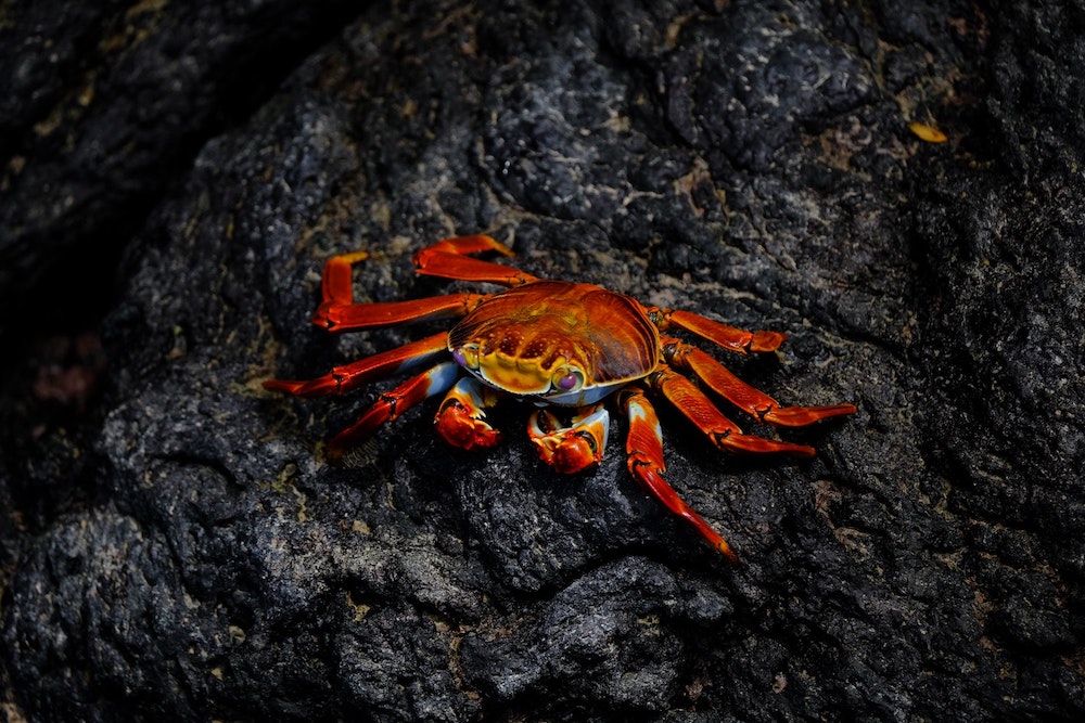 A crab on a rock