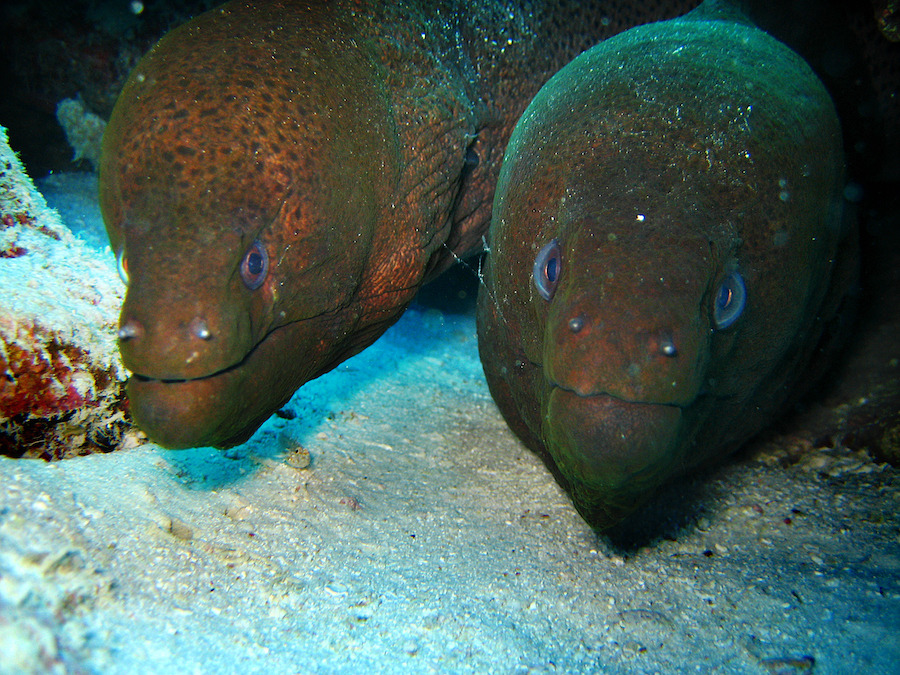 Two eels in the ocean