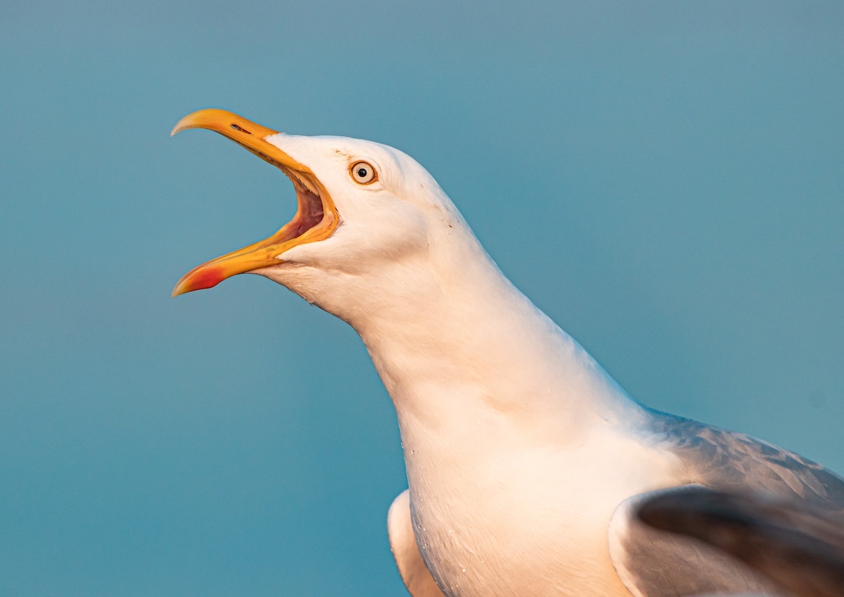 Seagull on a beach calling out