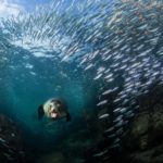 A sea lion diving underwater surrounded by a school of fish, its mouth open in surprise as they look directly at the photographer.