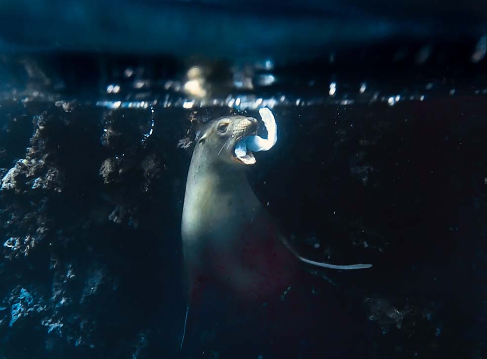A Galapagos fur seal swimming underwater, attempting to eat a plastic bag. 