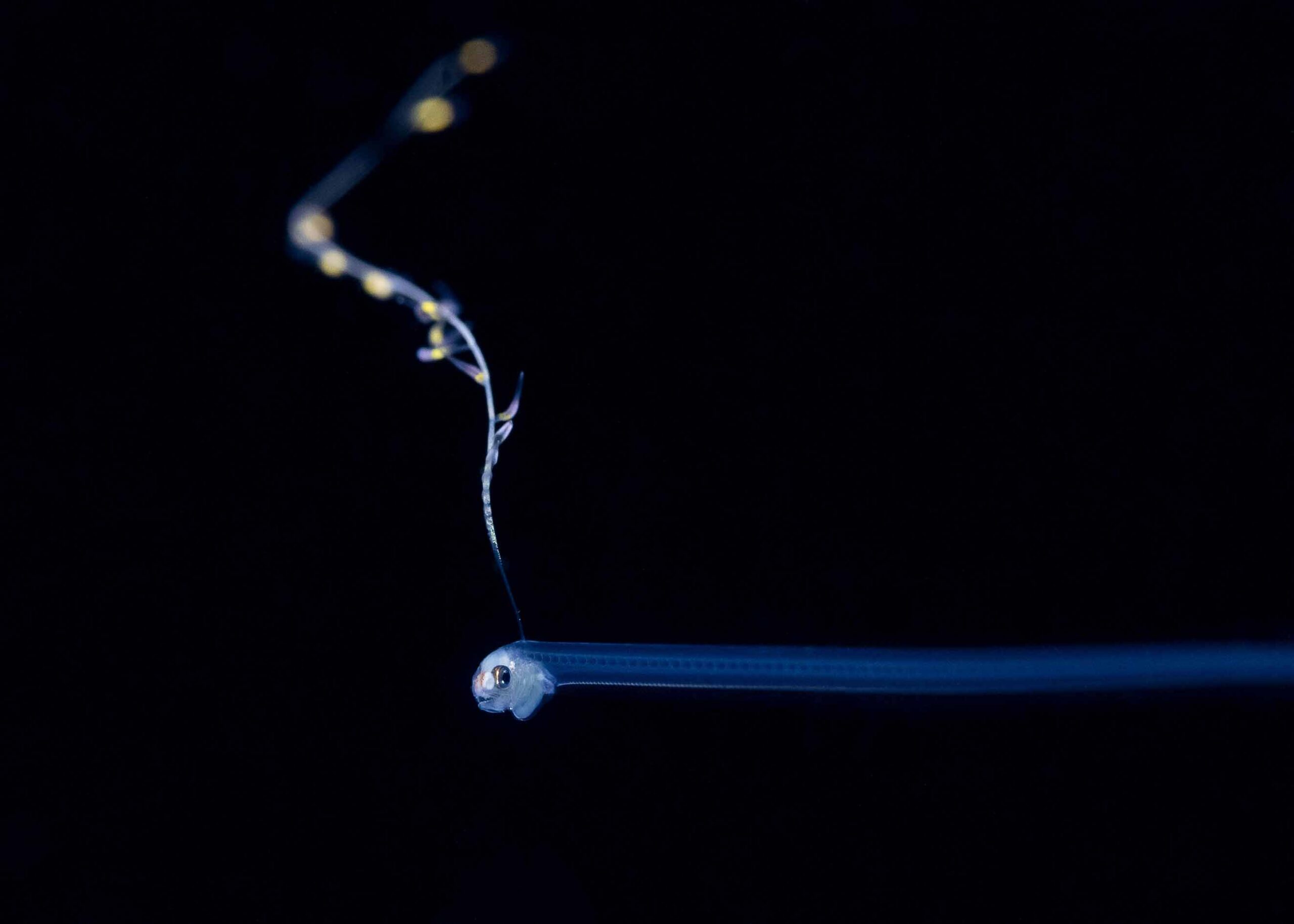 A beautiful larval pearl fish photographed during a Blackwater dive off the East coast of Florida. 