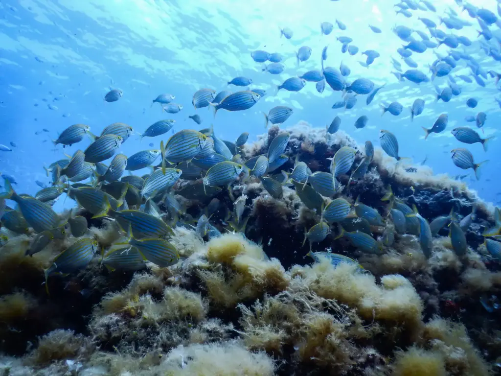School of fish